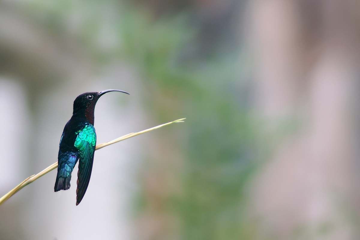 bird blue and black hummingbird hummingbird