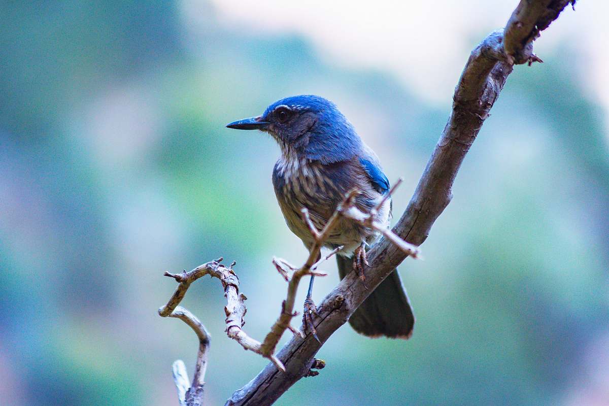 bird blue and brown bird on bare tree jay
