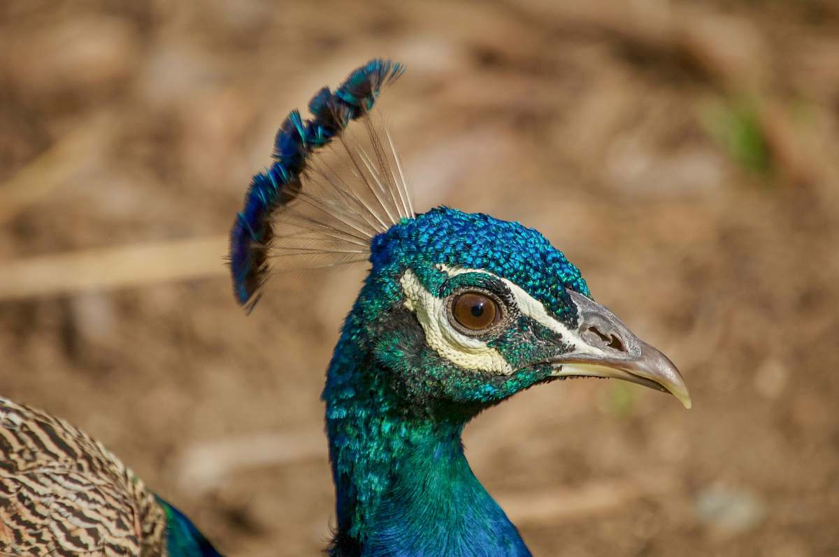 bird blue and green peacock peacock