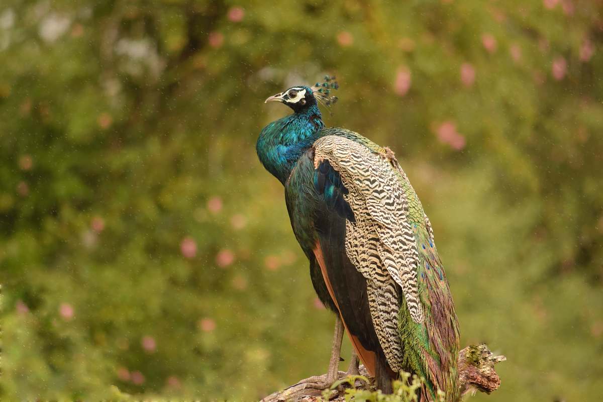 bird blue and multicolored peacock peacock