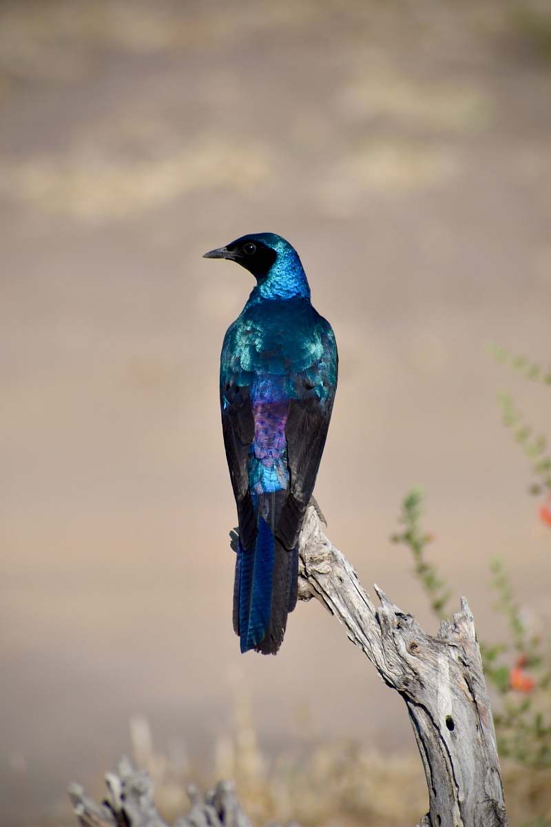 bird blue and purple bird on branch jay