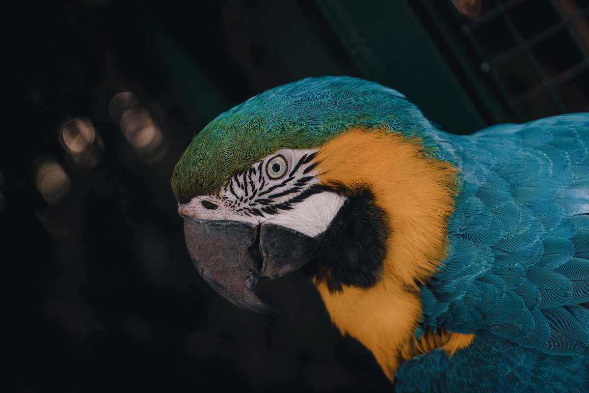 bird blue and yellow macaw macaw