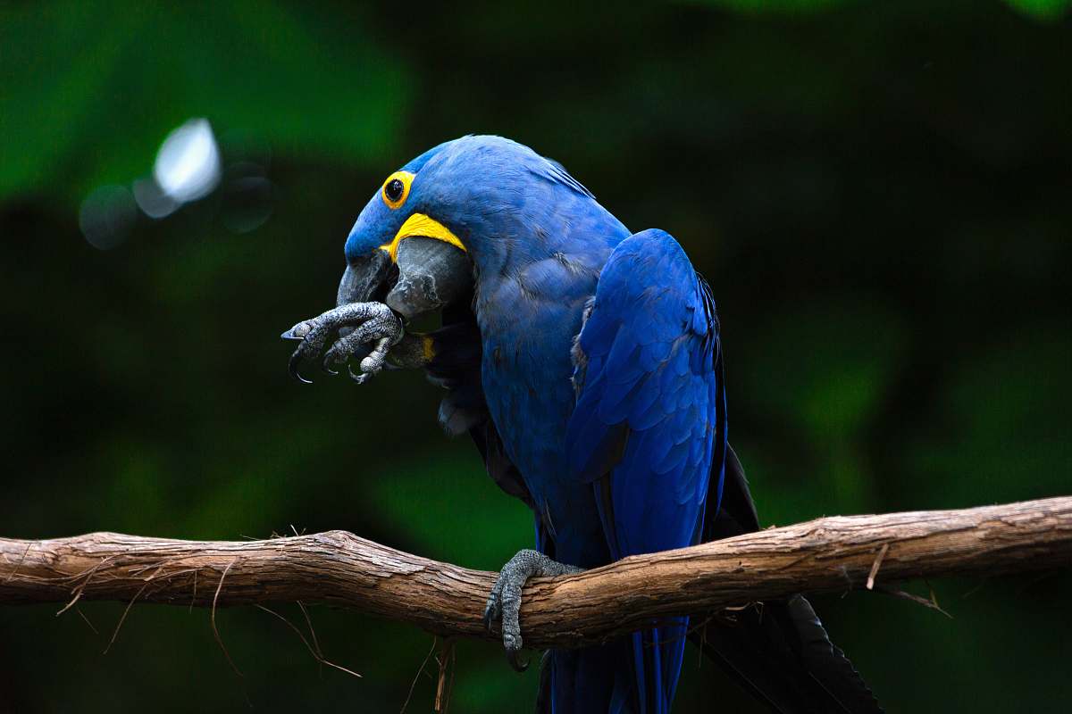 bird blue bird on branch macaw