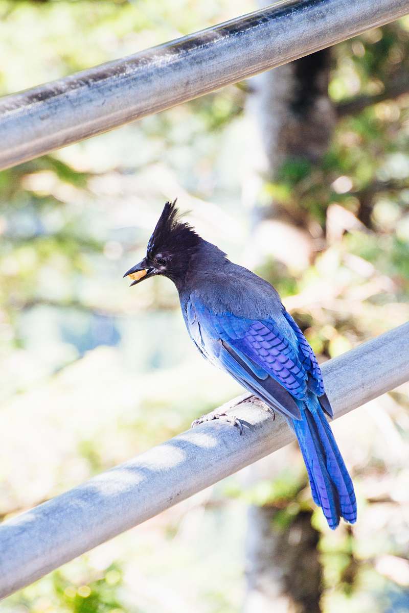 bird blue bird on railings jay