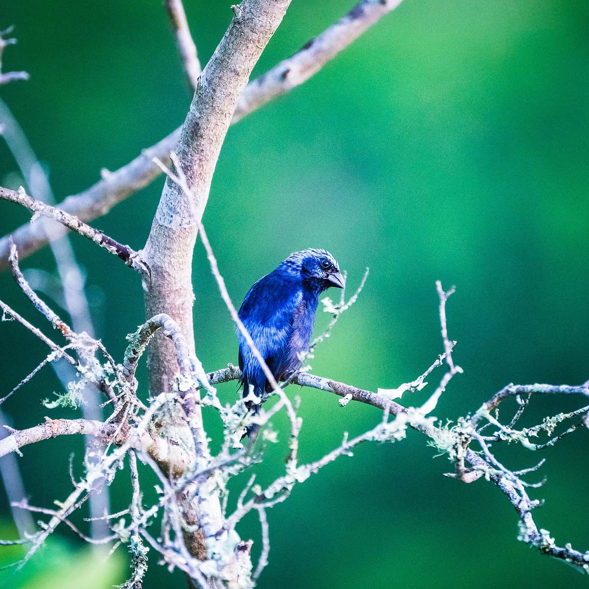 bird blue bird pearch on tree jay