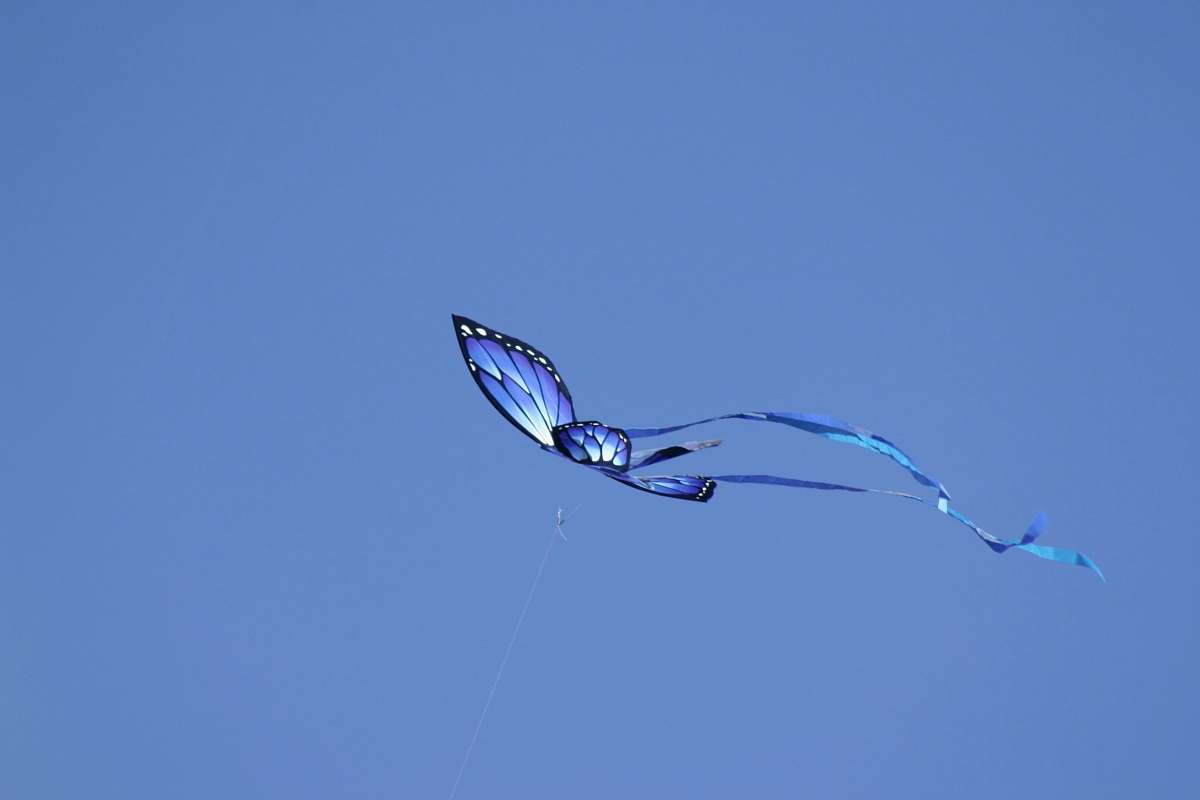 bird blue butterfly in flight flying