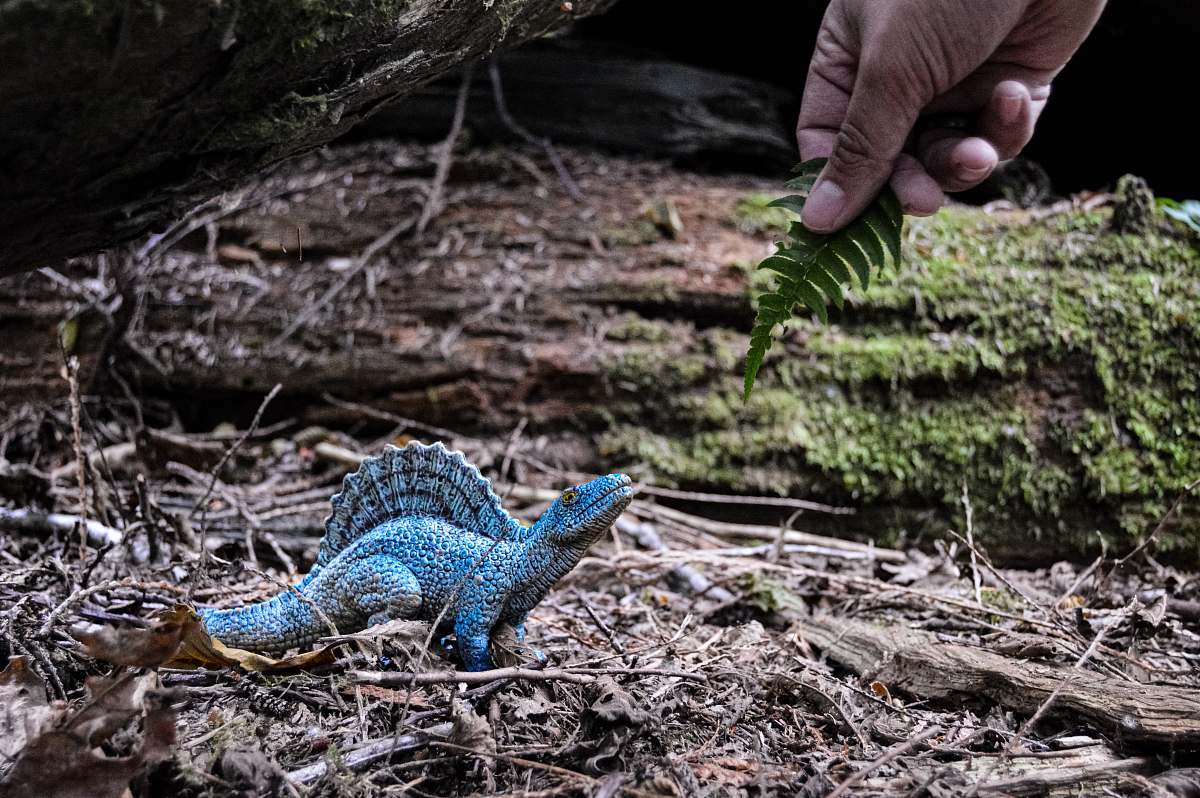 reptile blue dinosaur photo lizard