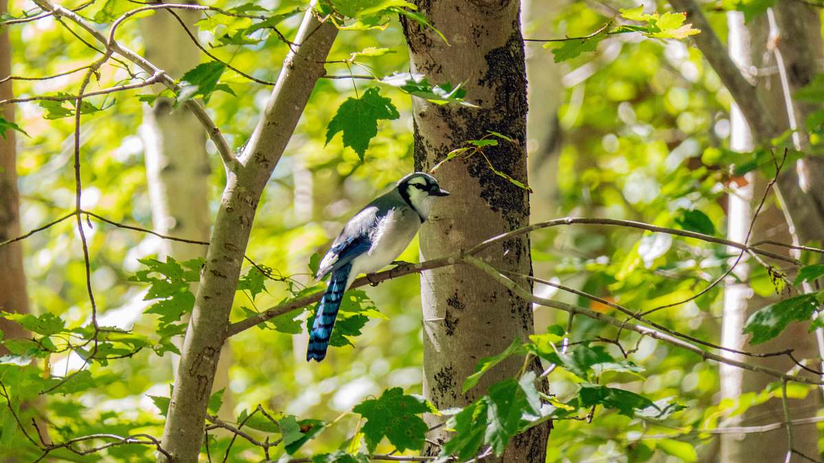 bird blue insect on tree jay