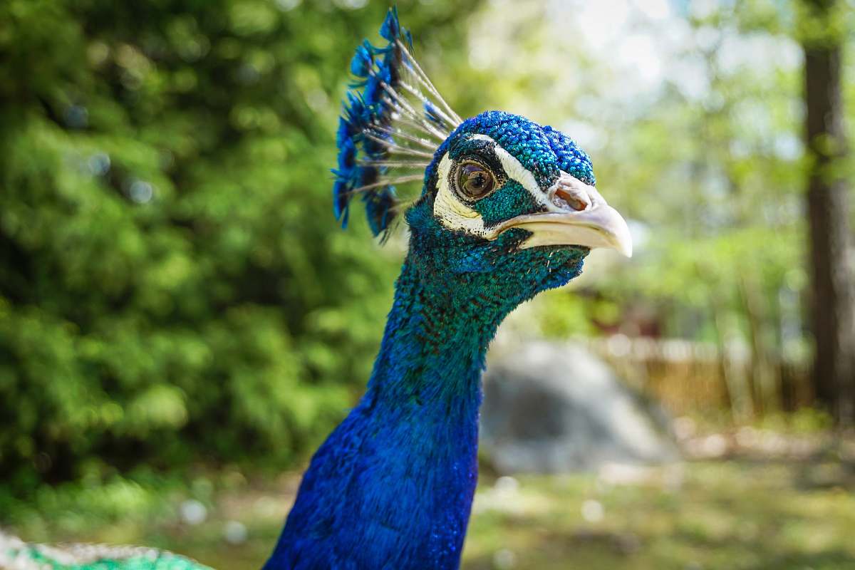 bird blue peacock peacock