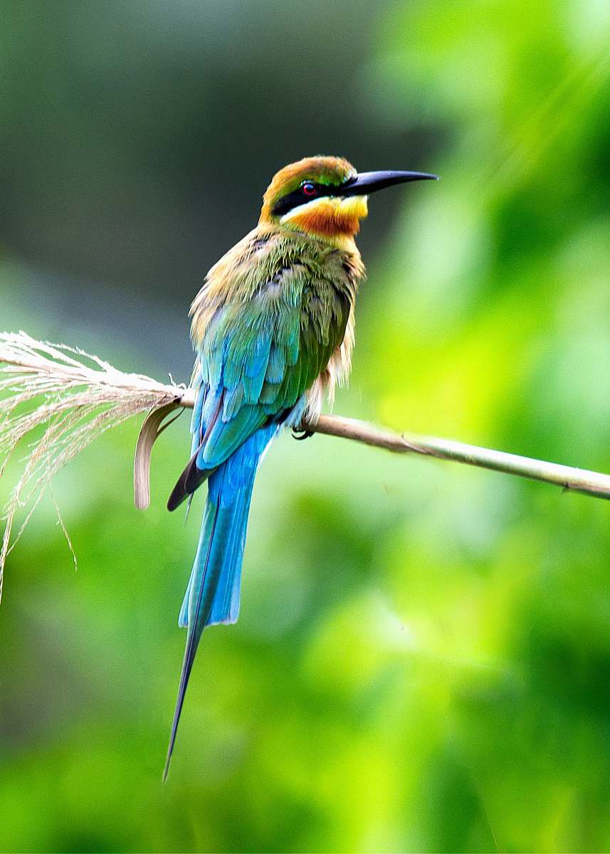 bird blue, yellow, and green long beaked bird on branch at daytime bee eater