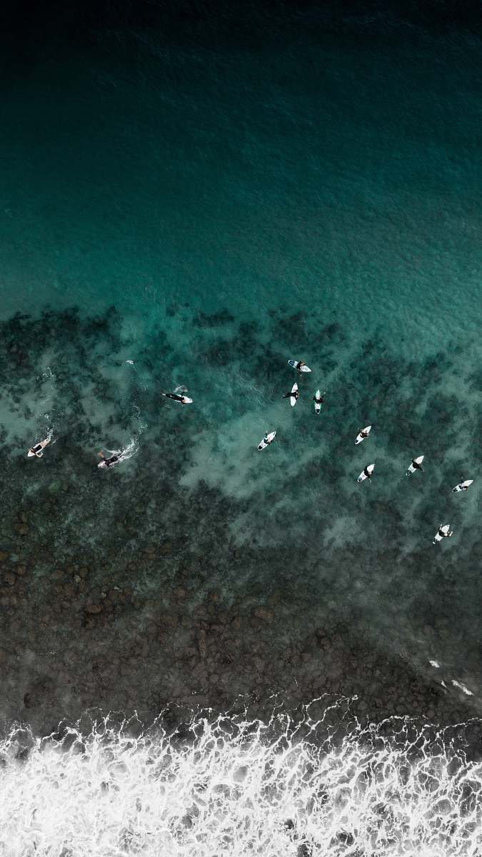 flock boats on water scenery