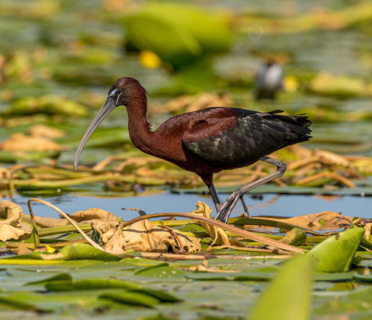 bird brown and black bird on leaf stork