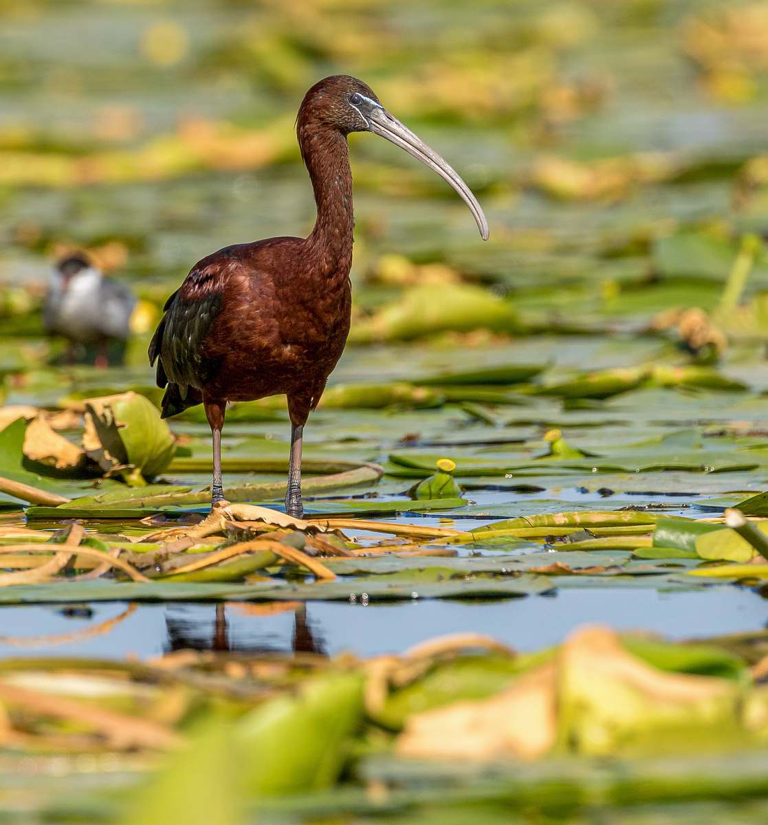bird brown and black bird on leaves water
