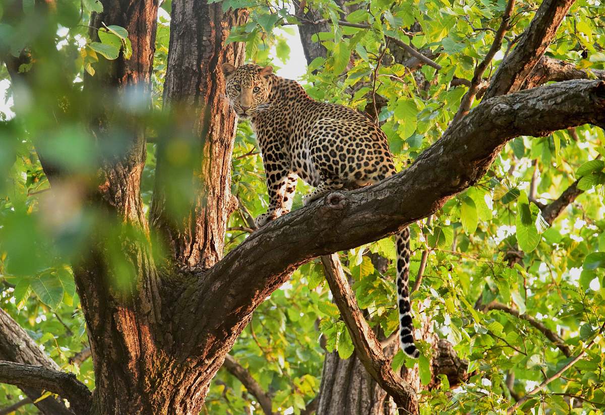 leopard brown and black cheetah on tree tree