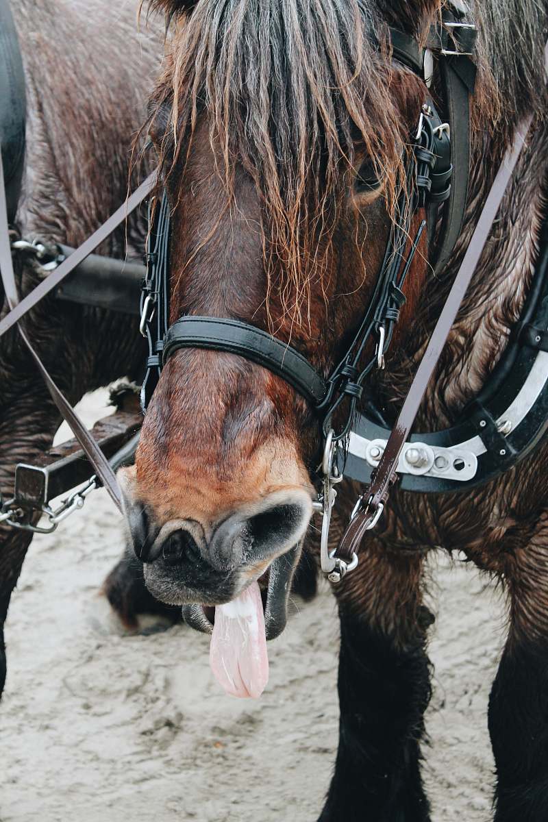 mammal brown and black horse de slufter