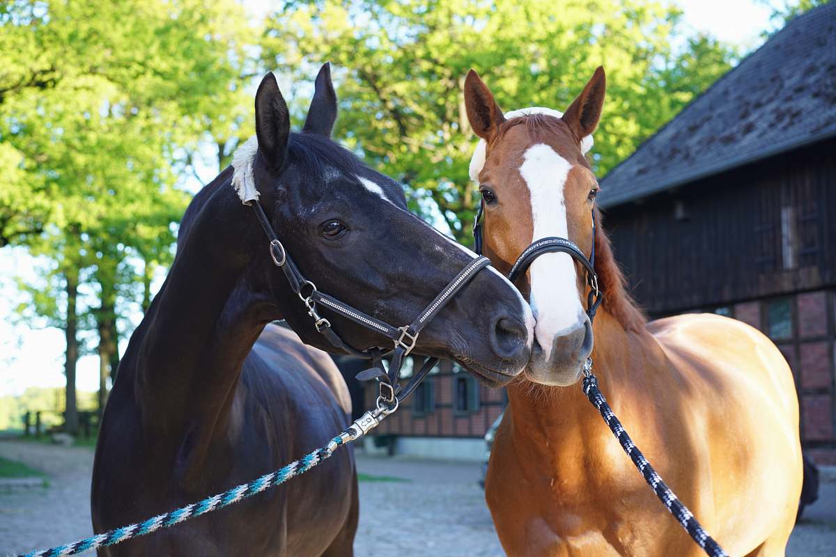 horse brown and black horses mammal