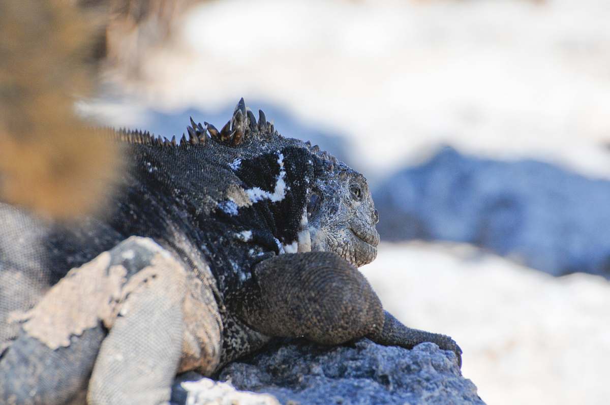iguana brown and gray animal lying on rock lizard