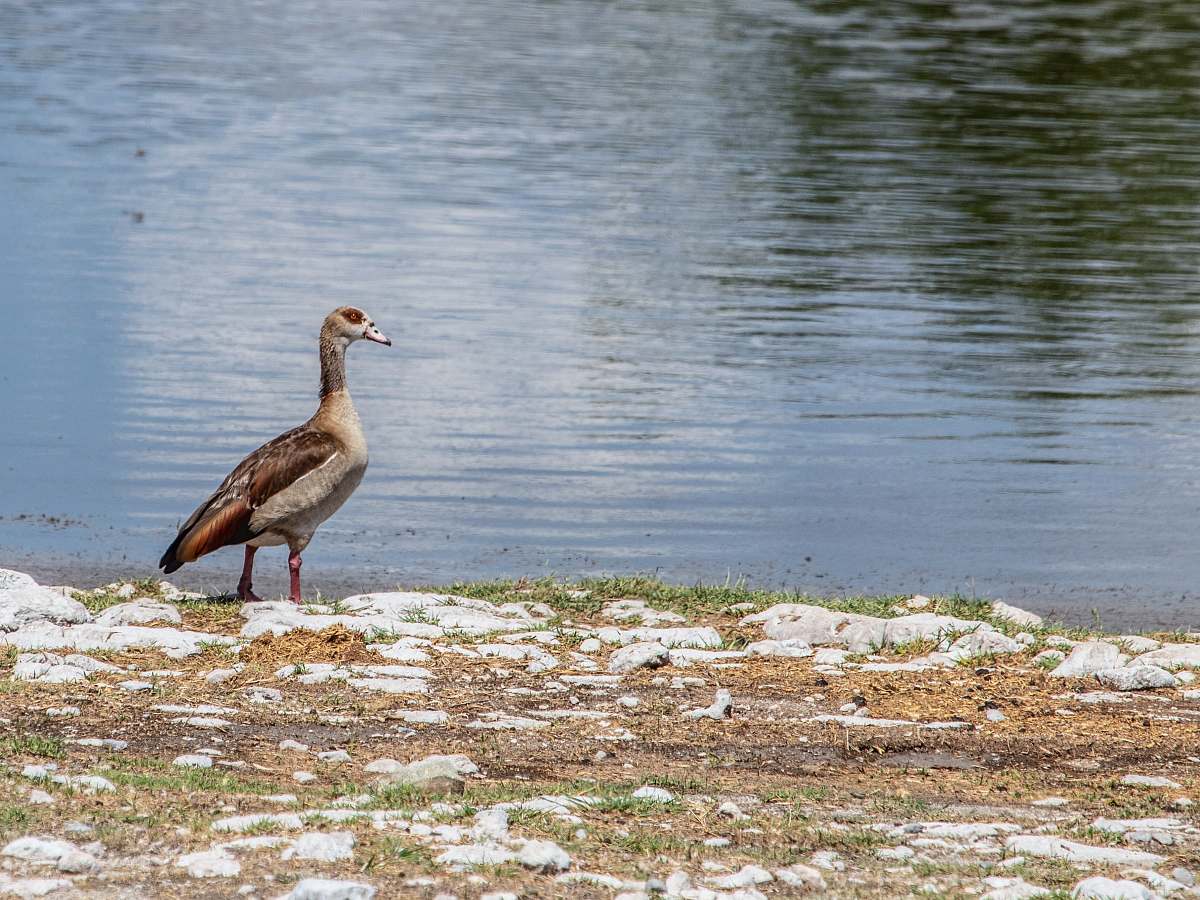 bird brown and gray duck near on seashore grey
