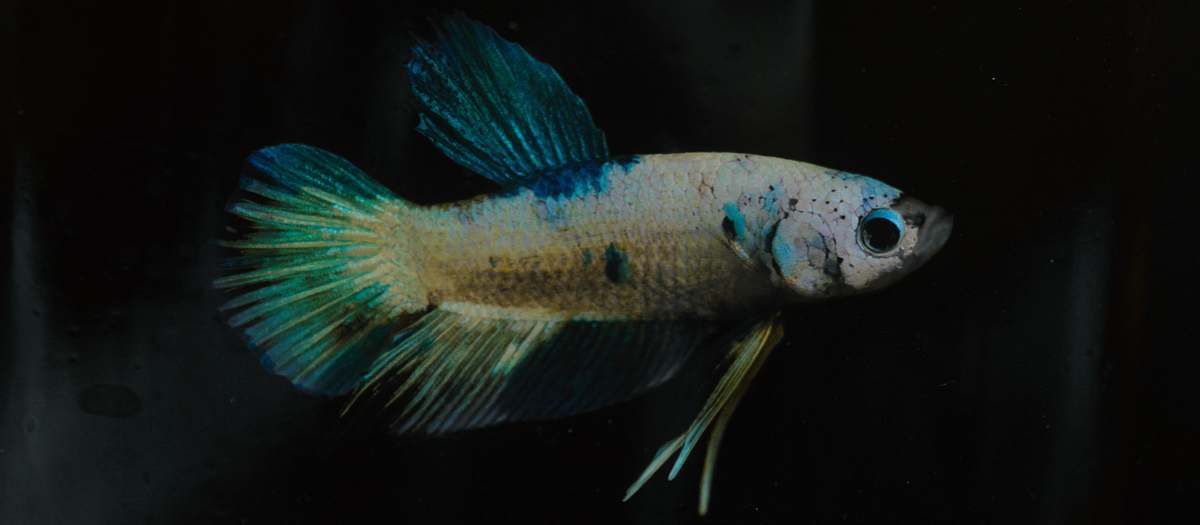 water brown and green fish aquatic