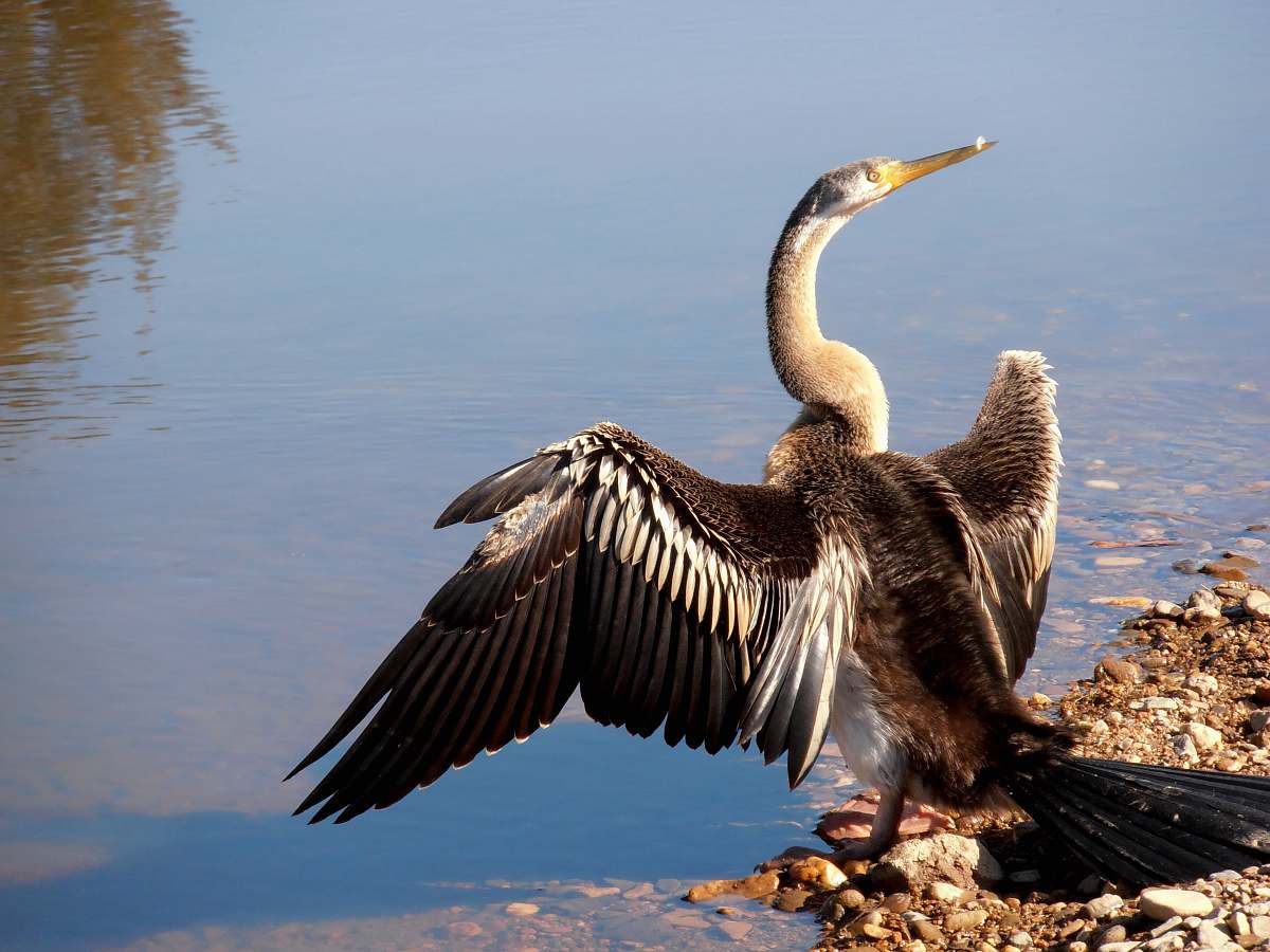 bird brown and grey bird anhinga