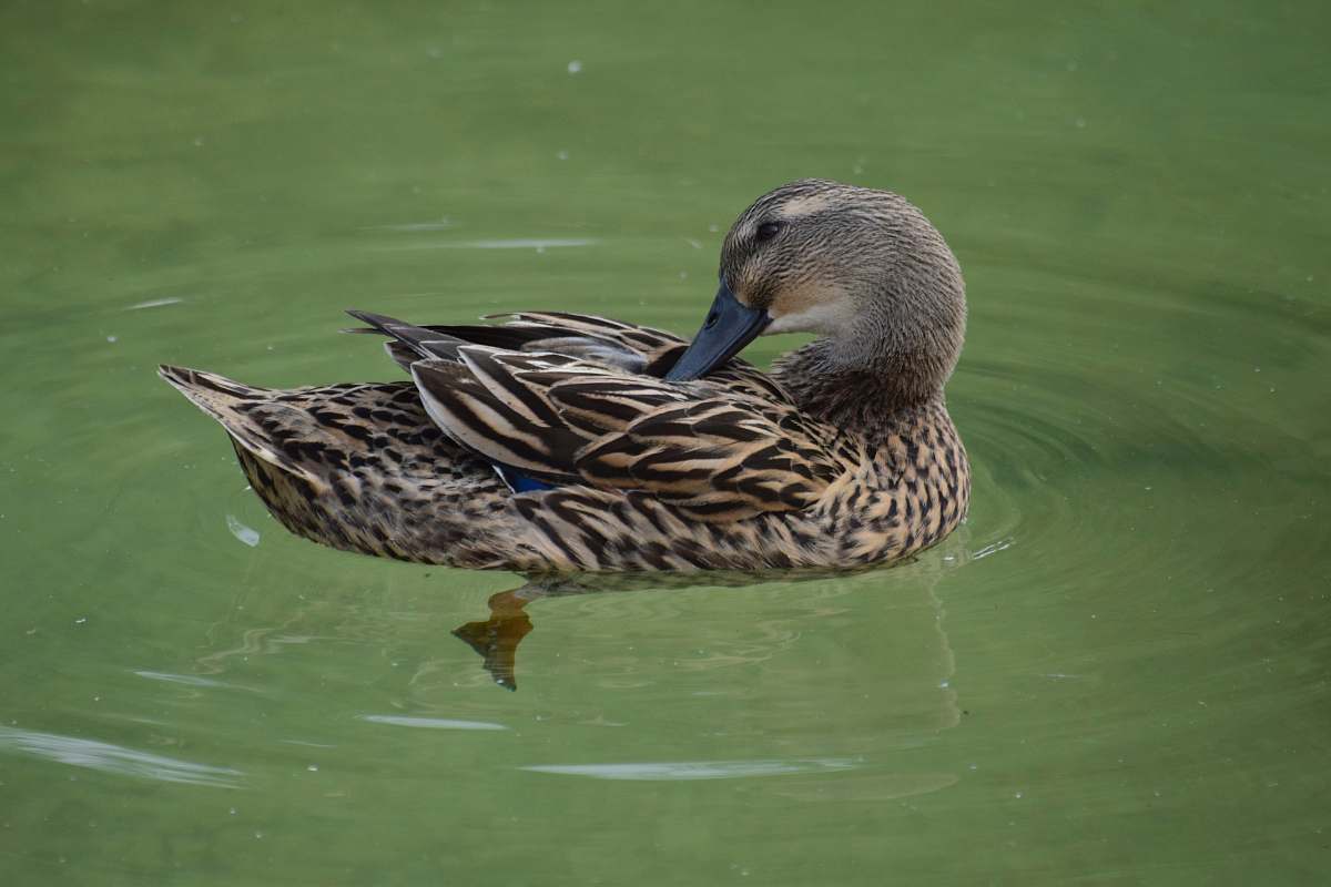 bird brown and grey duck photograph waterfowl