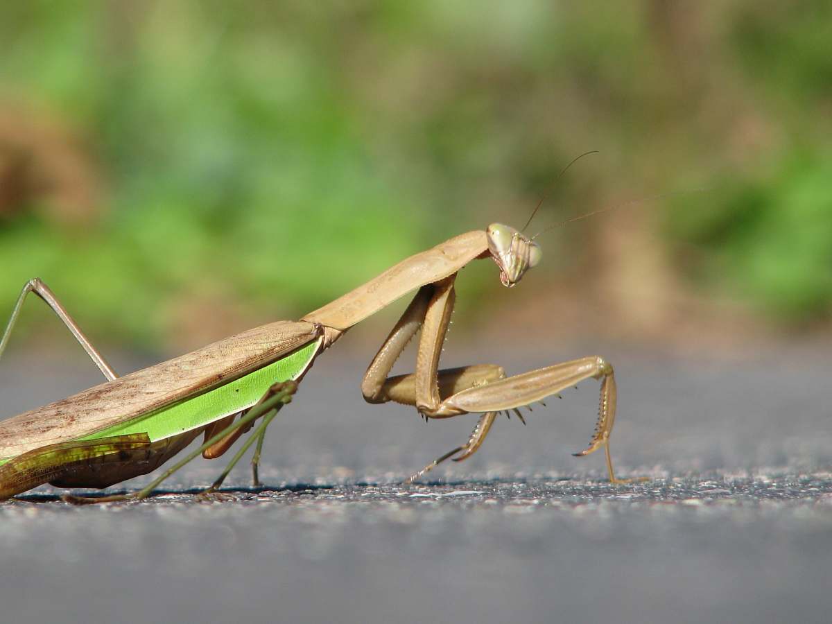 Insect Brown And Grey Praying Mantis On Concrete Surface Mantis Image 