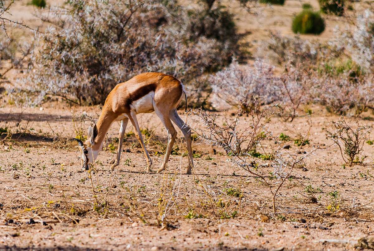 mammal brown and white antelope eating grass antelope