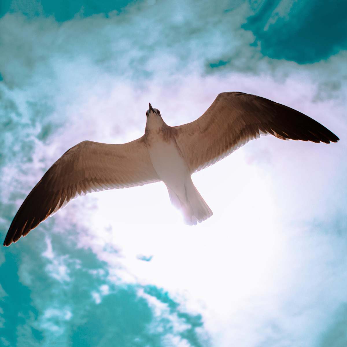 bird brown and white bird flying