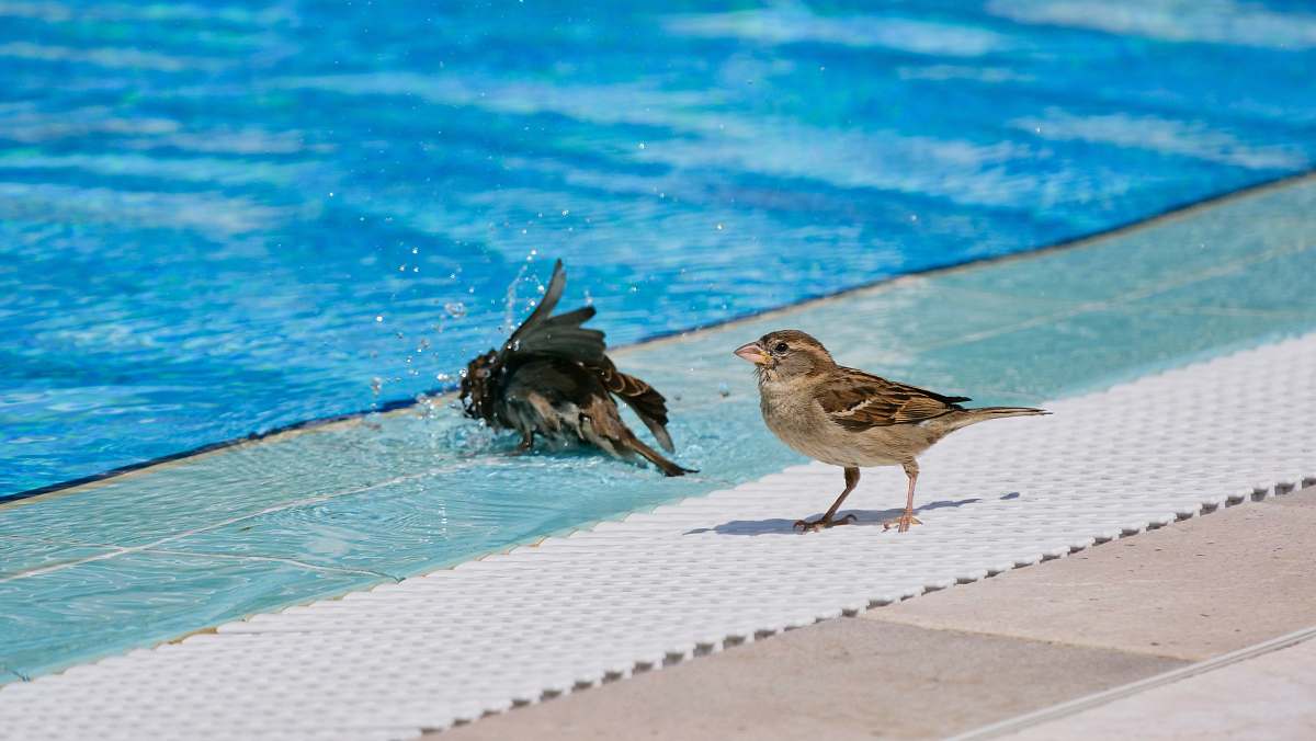 bird brown and white bird close-up photography anthus