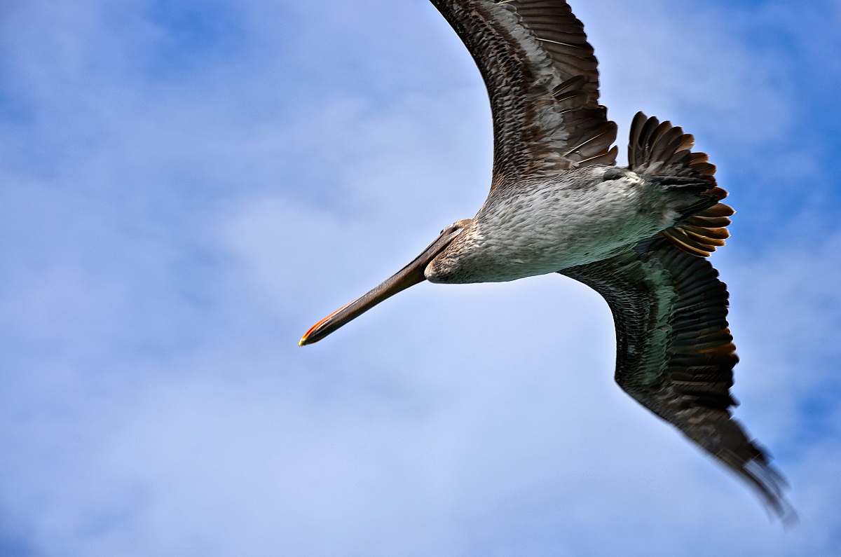 bird brown and white bird flying under blue sky beak
