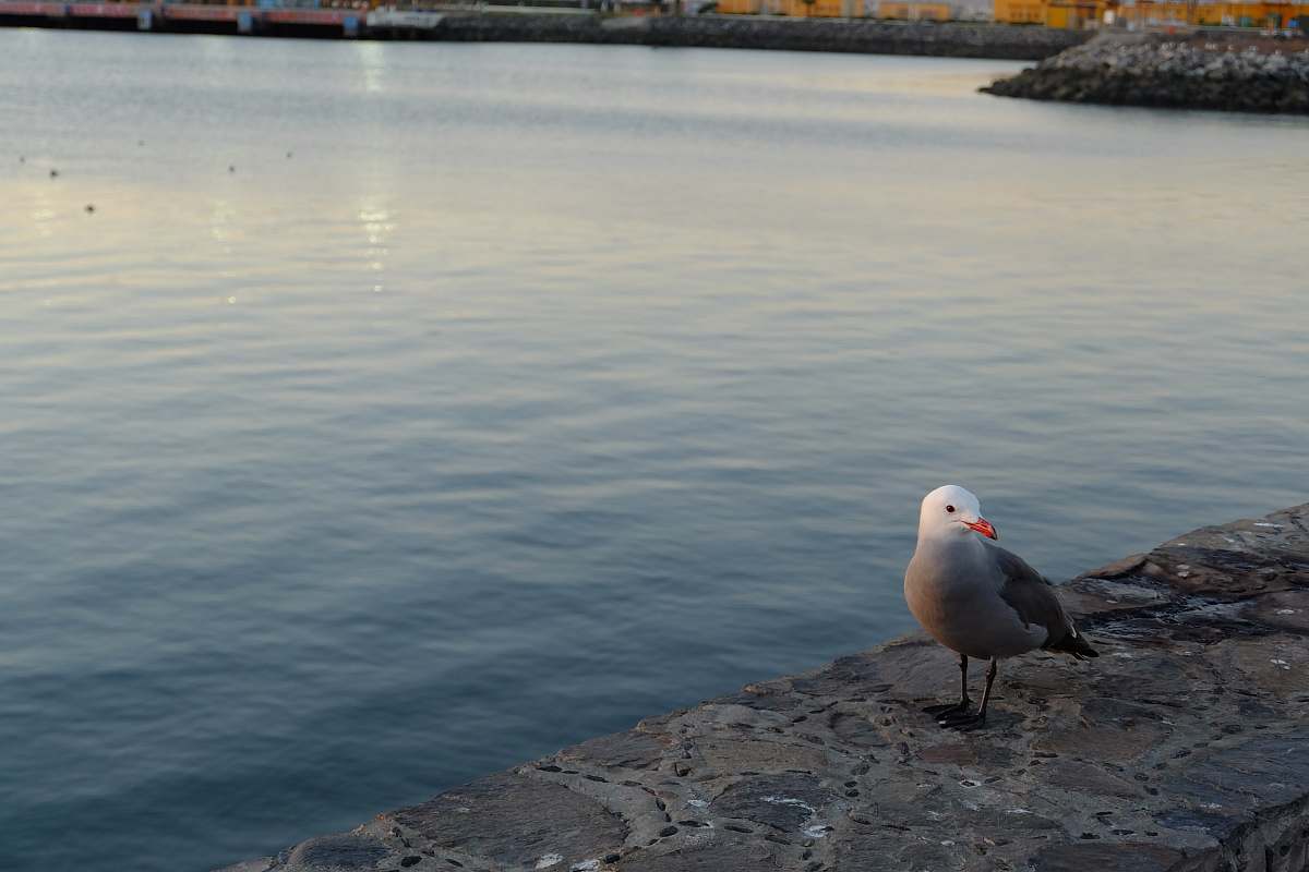 grey brown and white bird bird