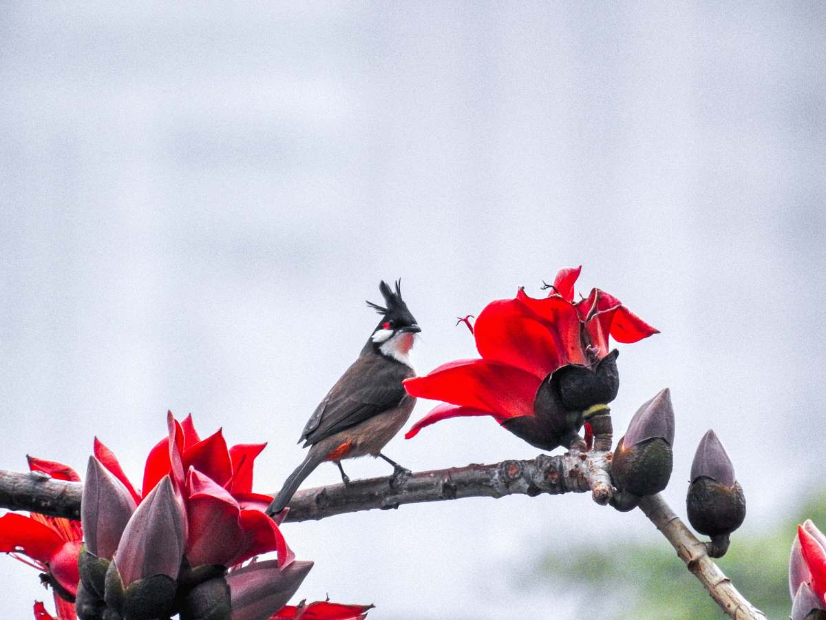 bird brown and white bird on branch plant