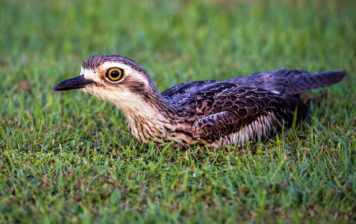 bird brown and white bird on grass beak
