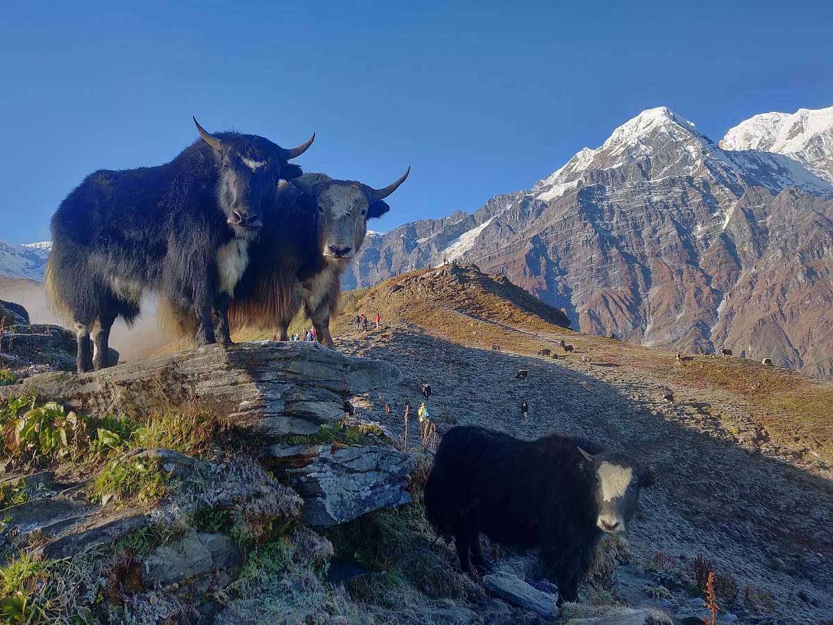 cattle brown and white cattle and brown cow cow