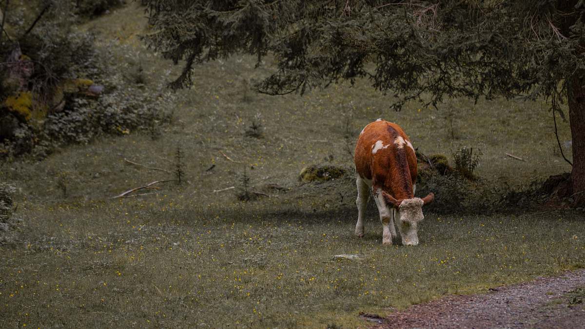 cow brown and white cow calf cattle