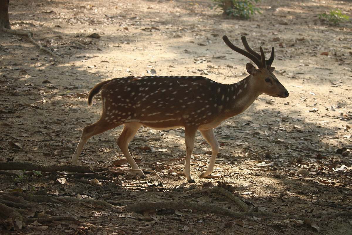 mammal brown and white deer walking outdoors antelope