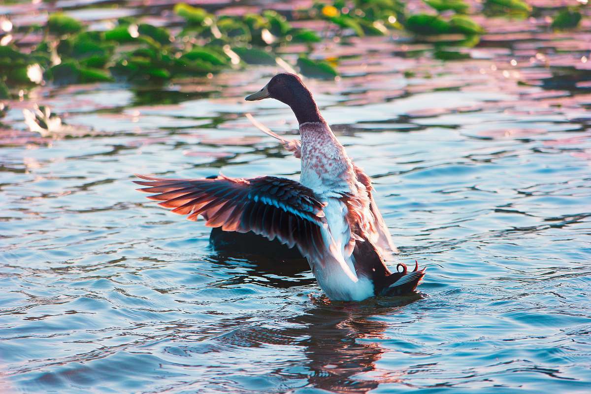 bird brown and white duck on water water