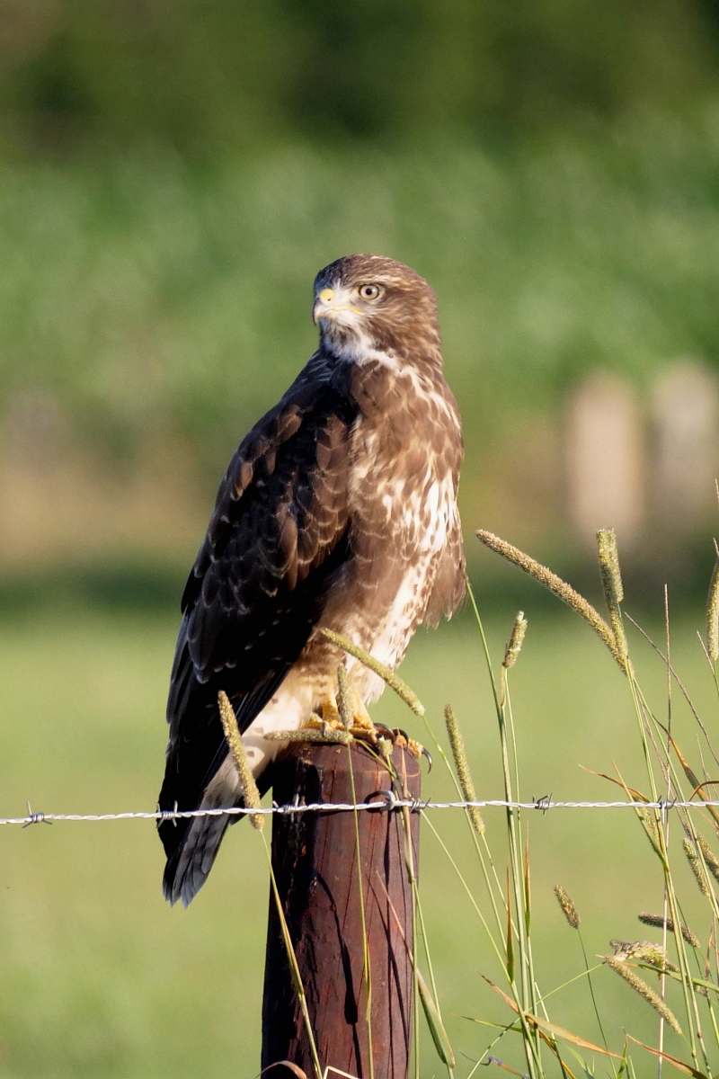 bird brown and white eagle photography buzzard