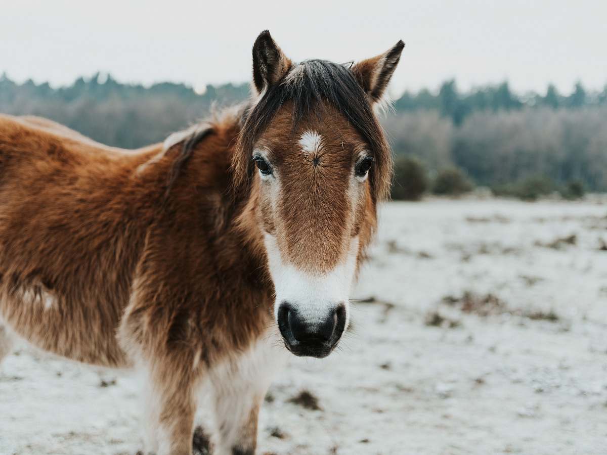 mammal brown and white fur horse standing on brown soil horse