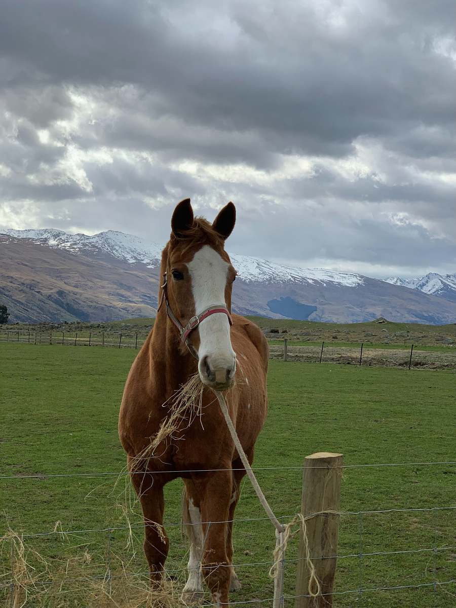 mammal brown and white horse green grass field horse