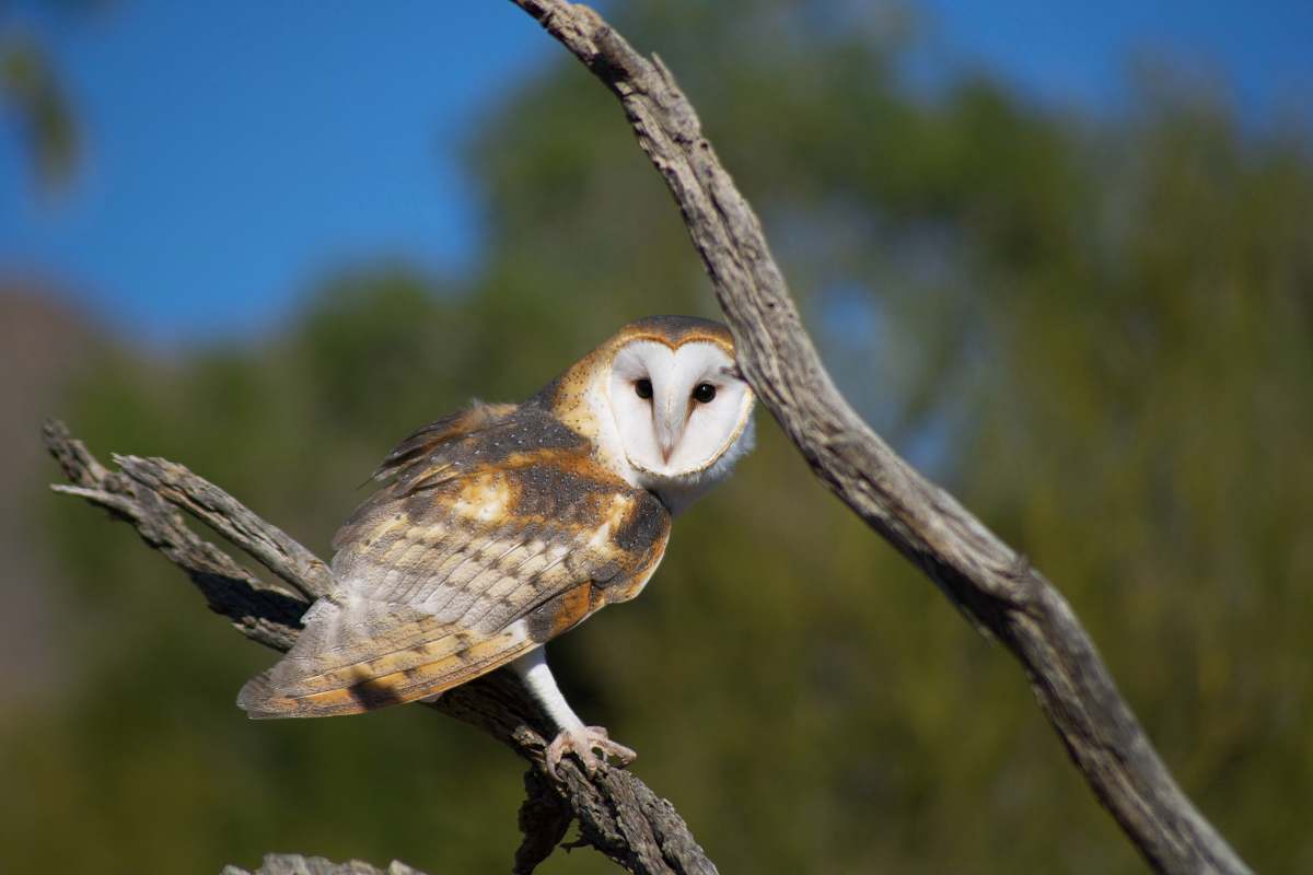 bird brown and white owl standing on branch arizona-sonora desert museum