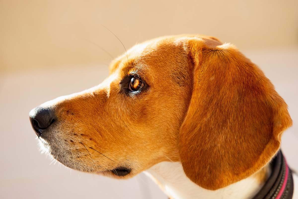 pet brown and white short-coated dog canine