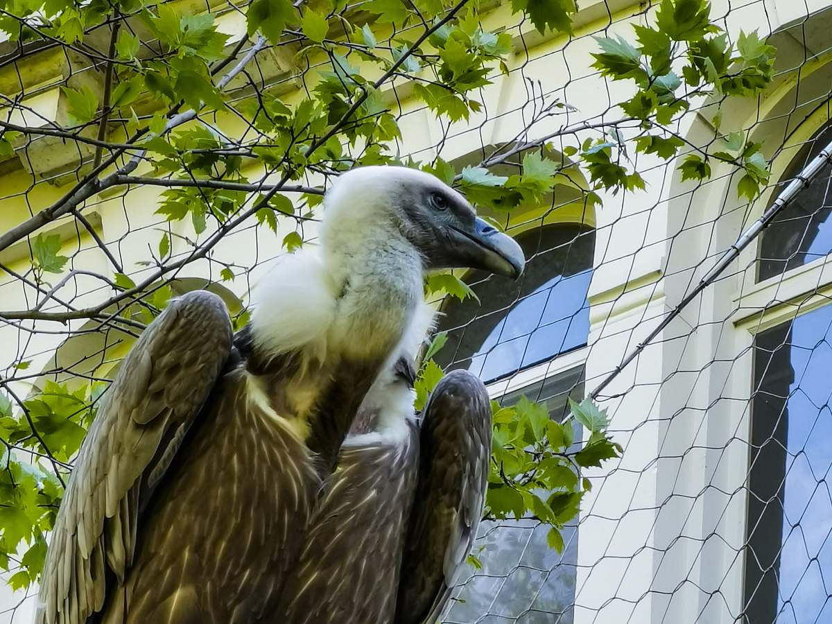 bird brown and white vulture vulture