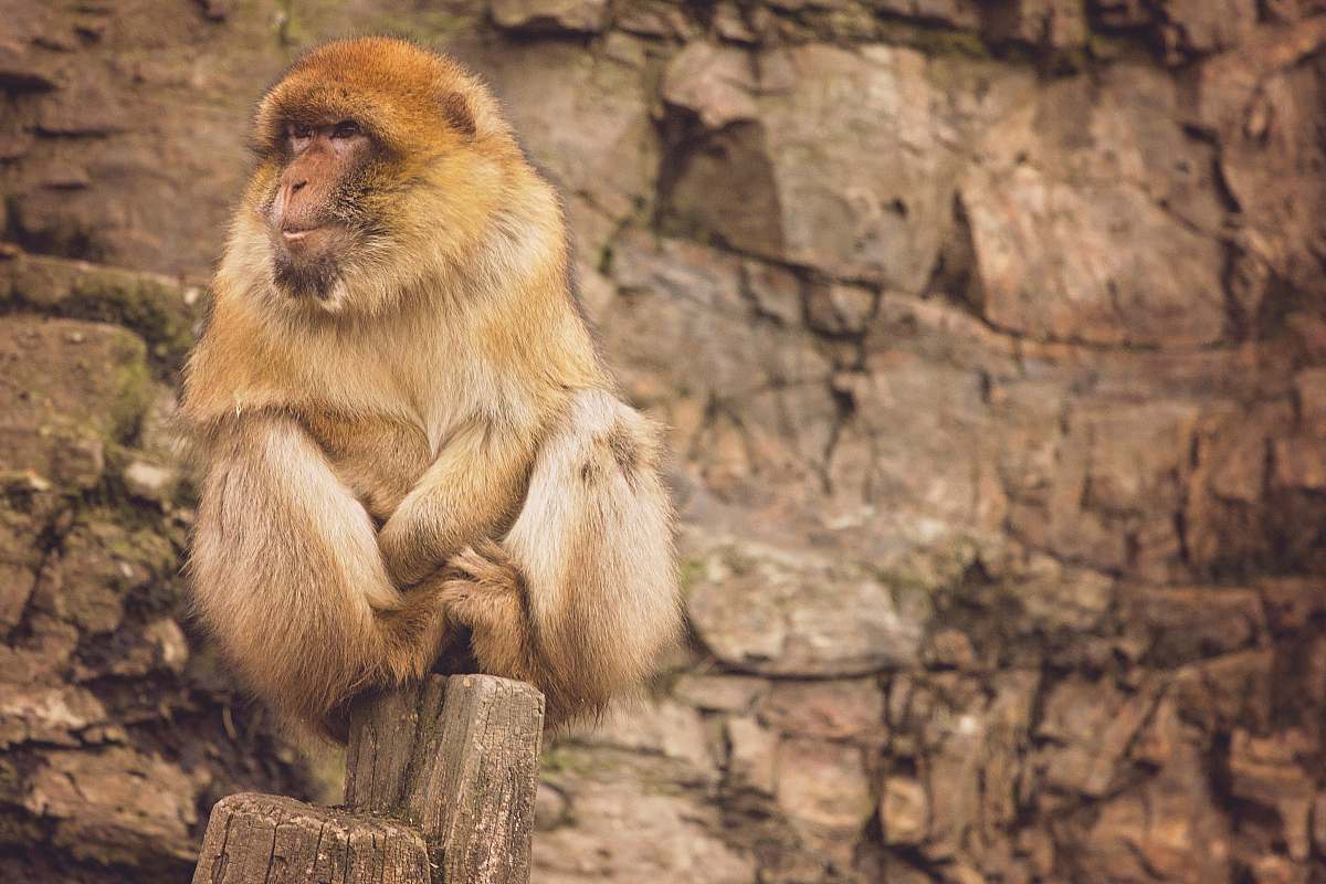 mammal brown baboon sitting on rock formation at daytime monkey