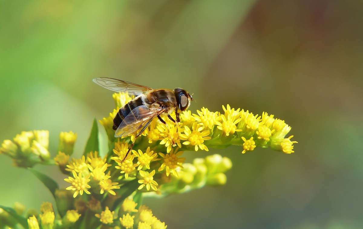 bee brown bee on yellow petaled flower honey bee