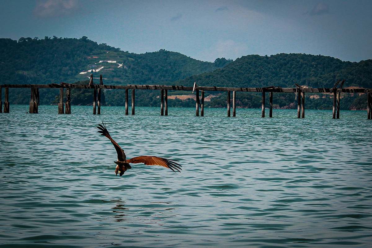 bird brown bird above ocean water