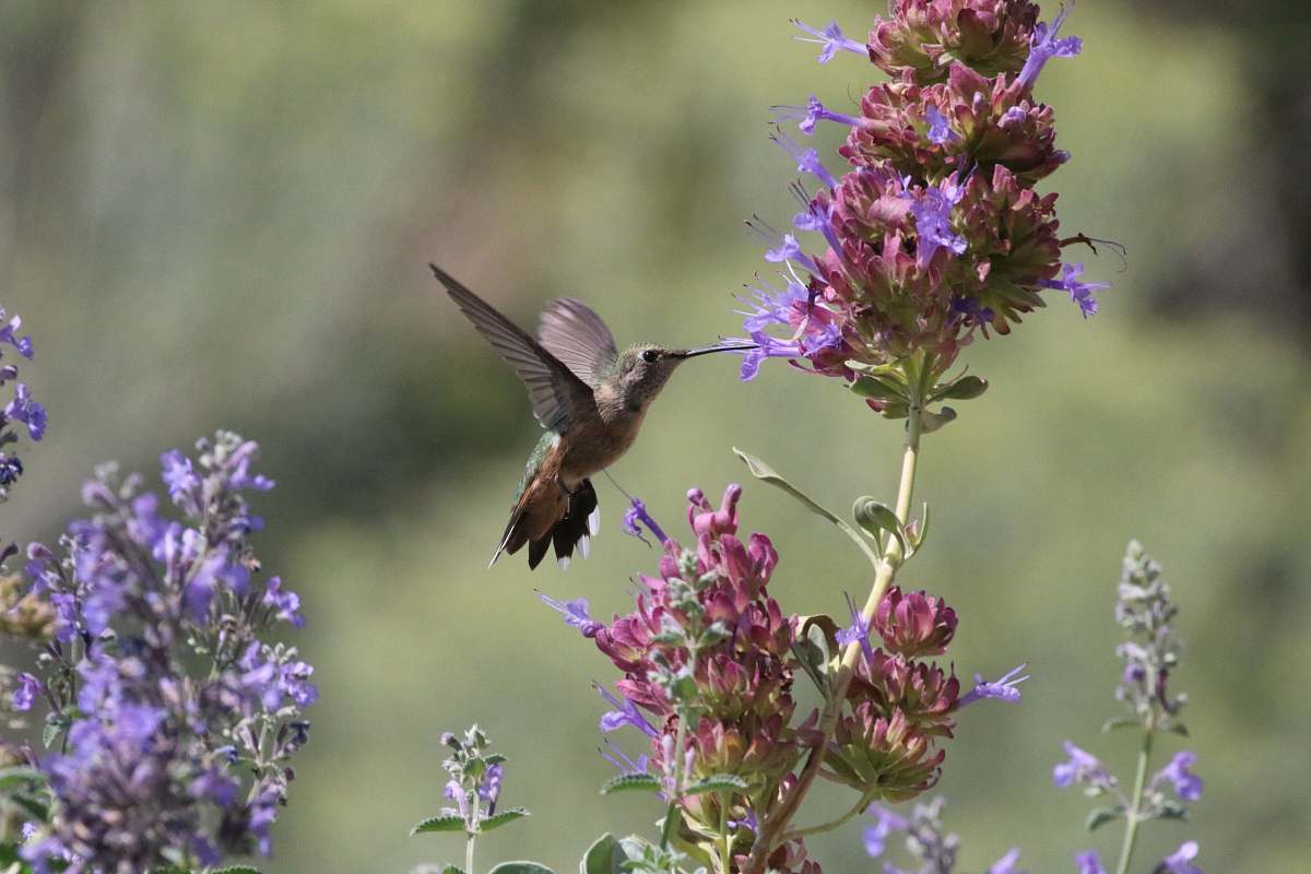 bird brown bird beside flower flower