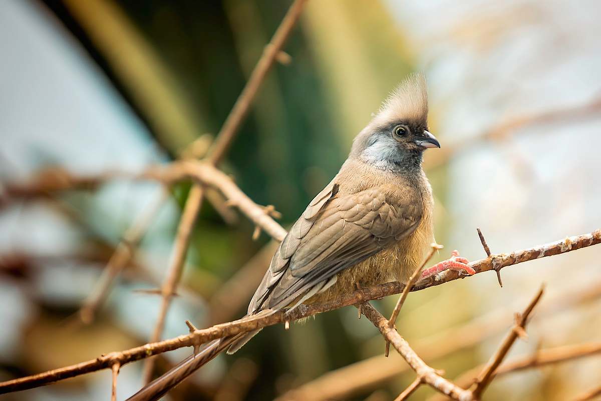 bird brown bird on brown stem jay