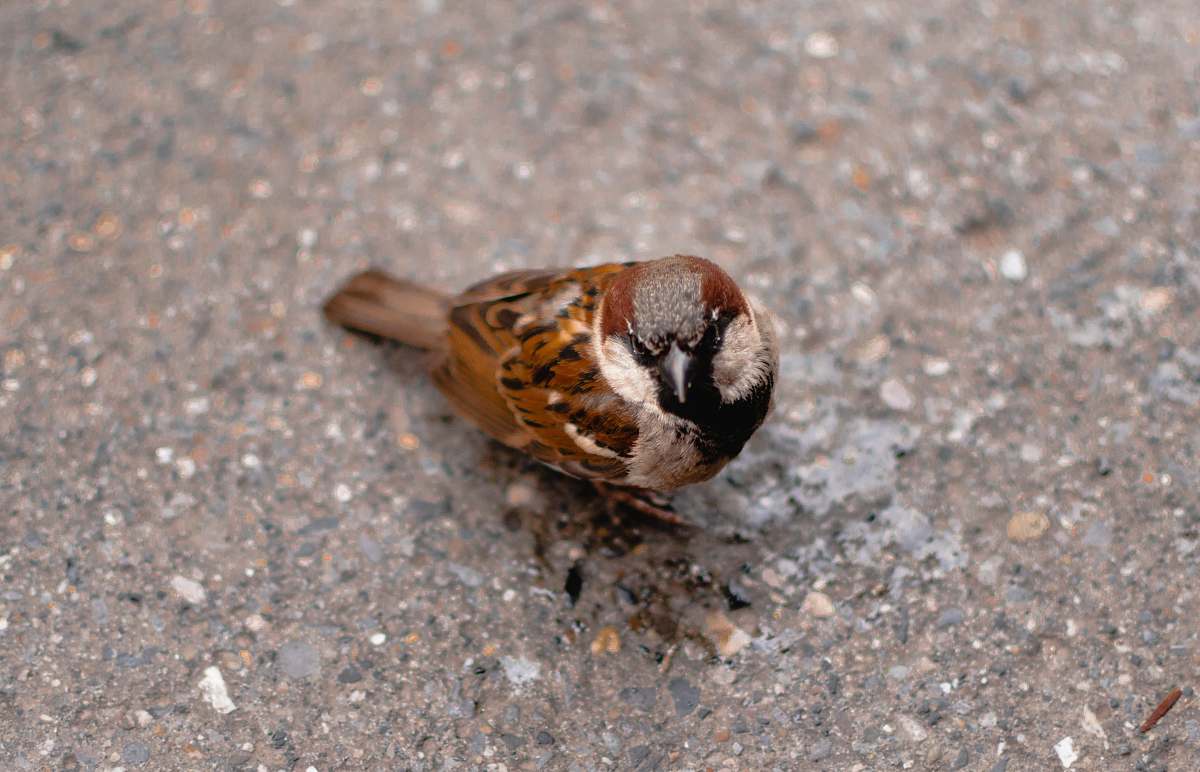 bird brown bird on gray pavement sparrow