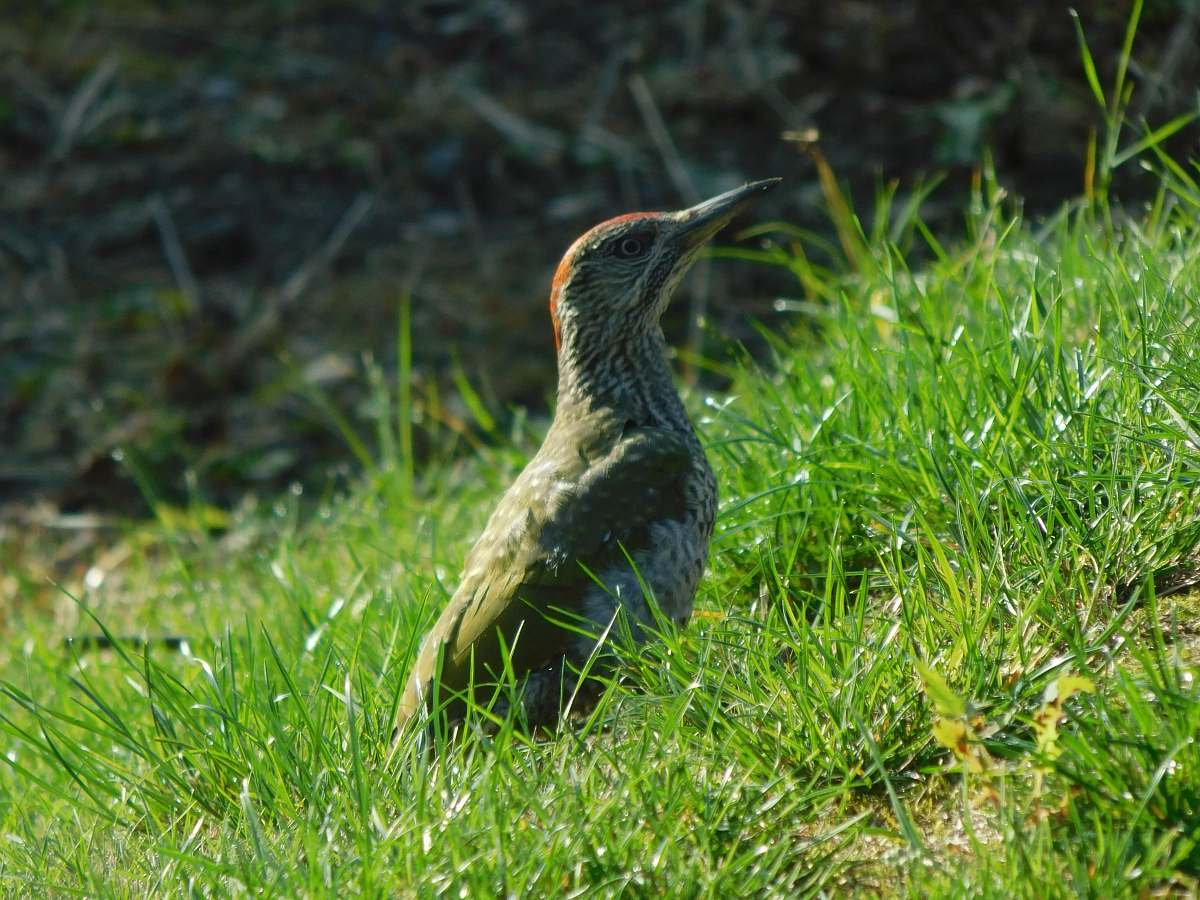 bird brown bird on green grass waterfowl